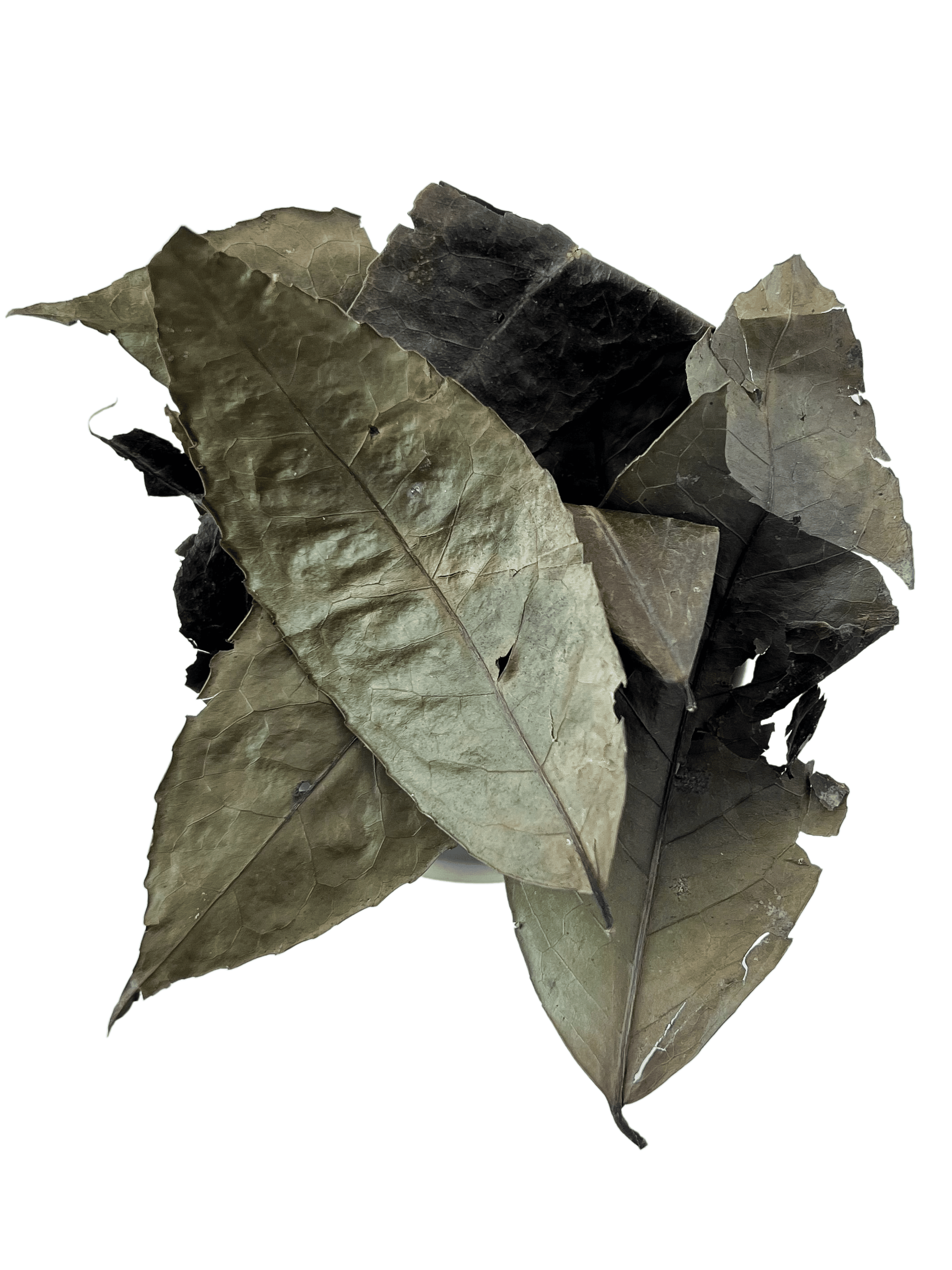 Guayusa